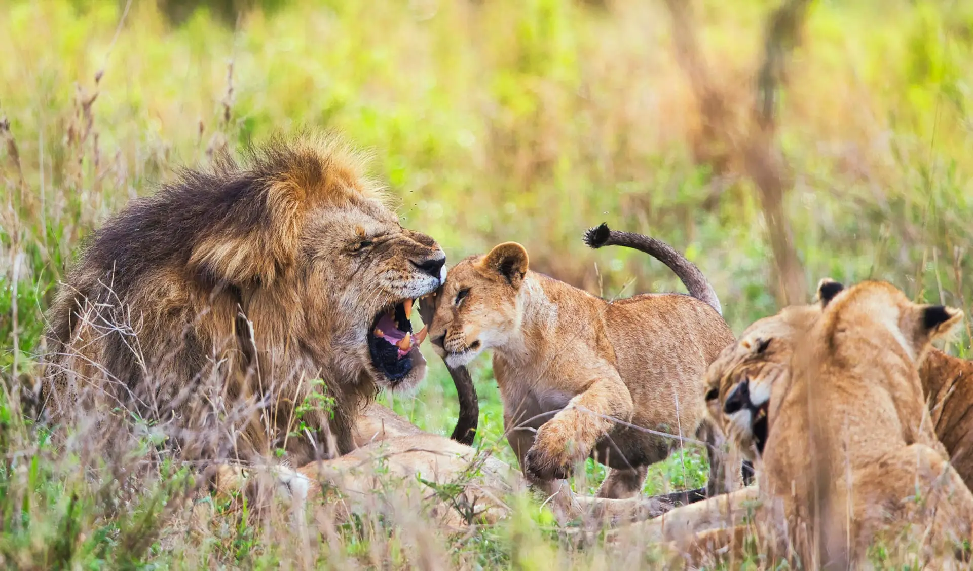 A Beautiful and Breathtaking Tanzania Wildlife pictures