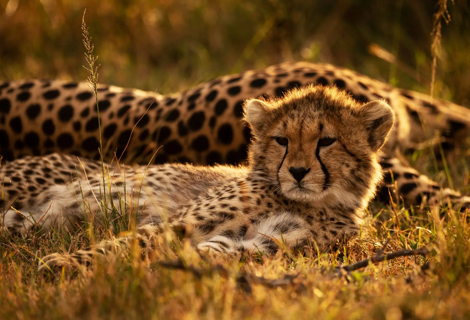 A Beautiful Namibia Wildlife Place in the World in Picture
