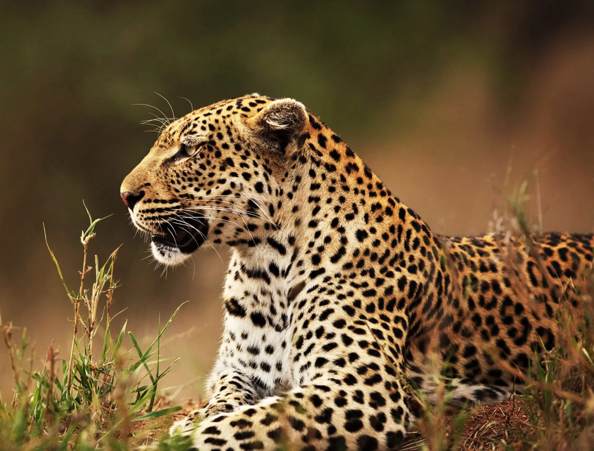 A Best wildlife safari in the world