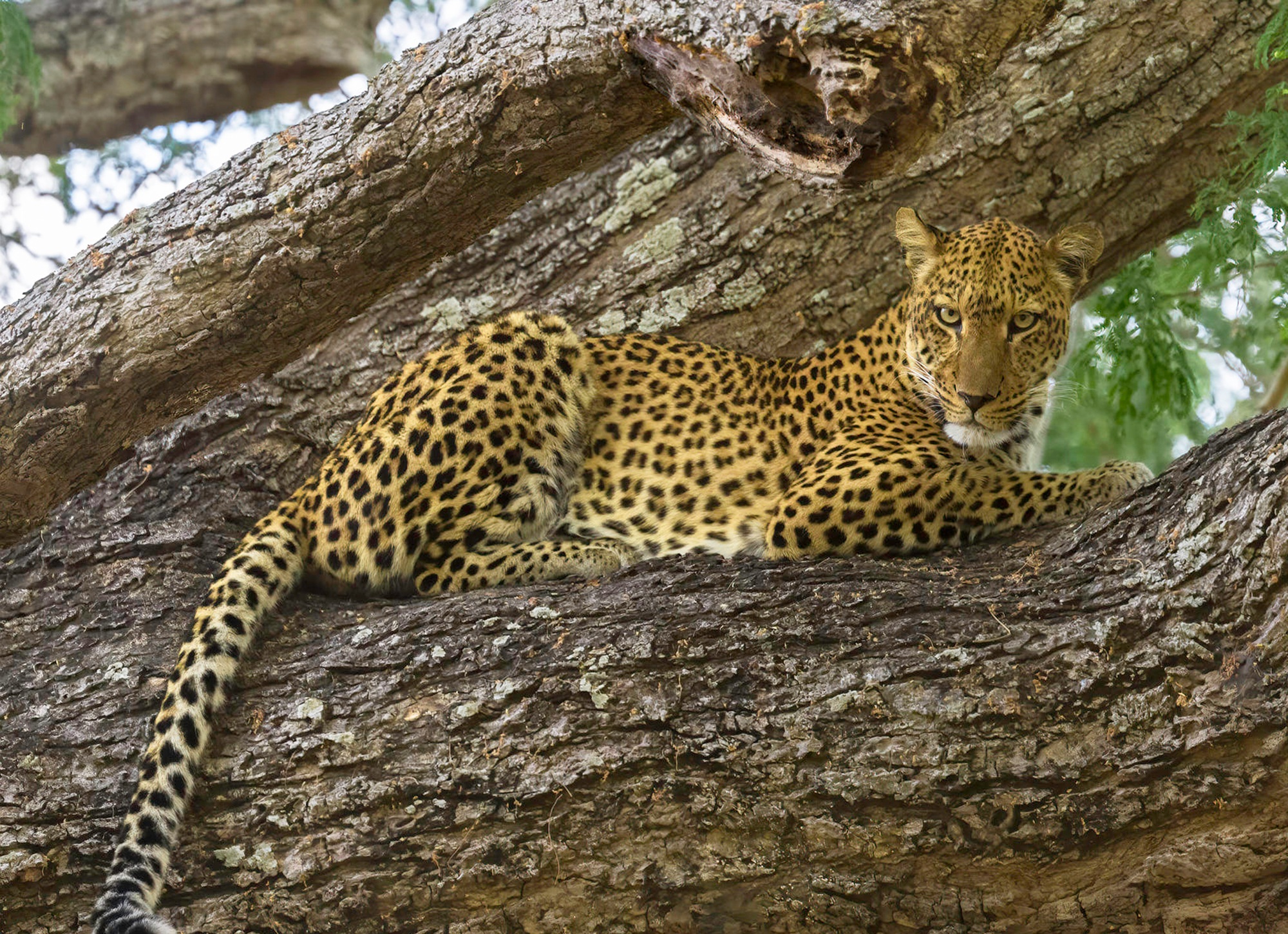 A Best wildlife safari in the world