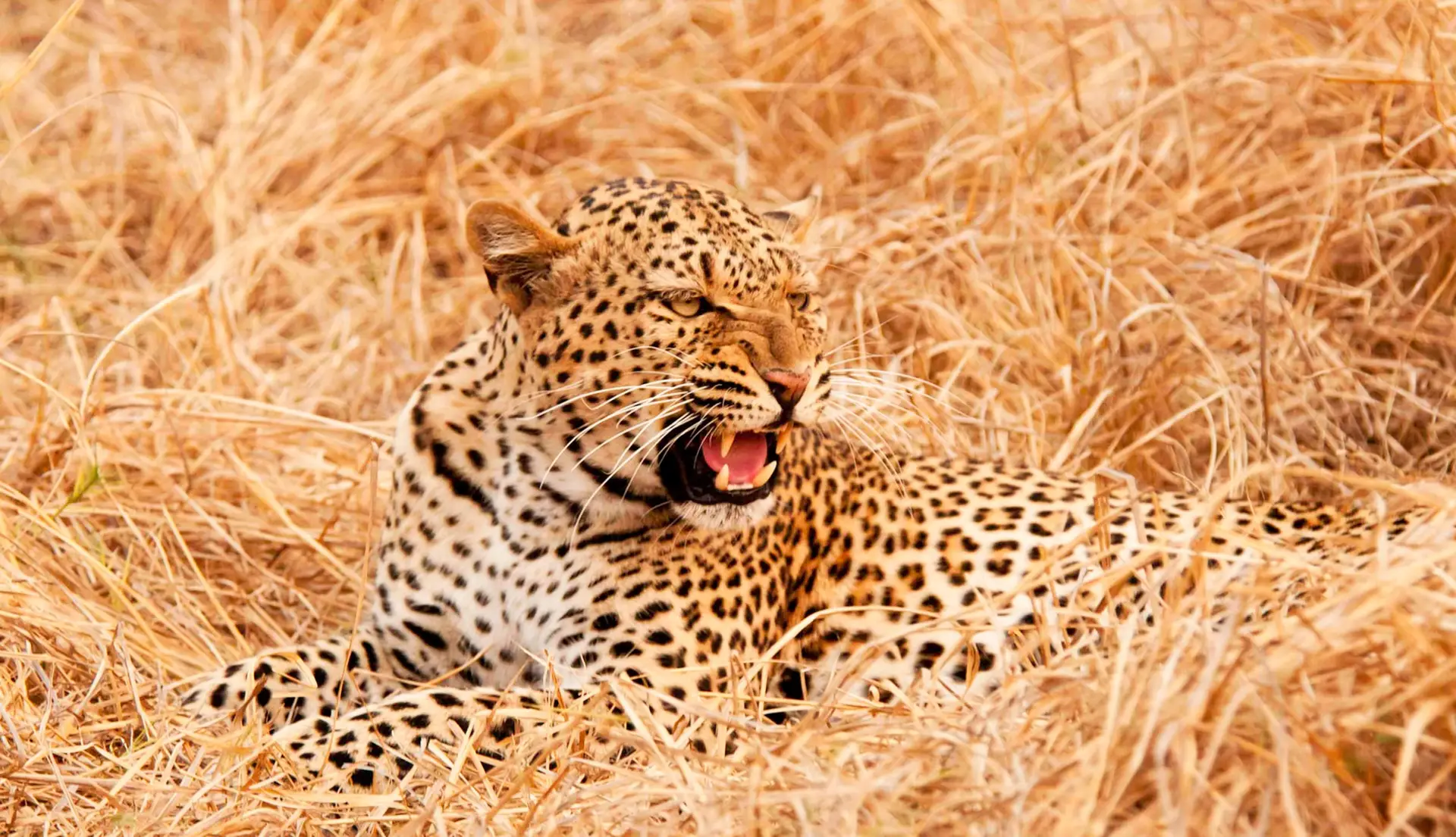 A Magical Zambia Wildlife pictures