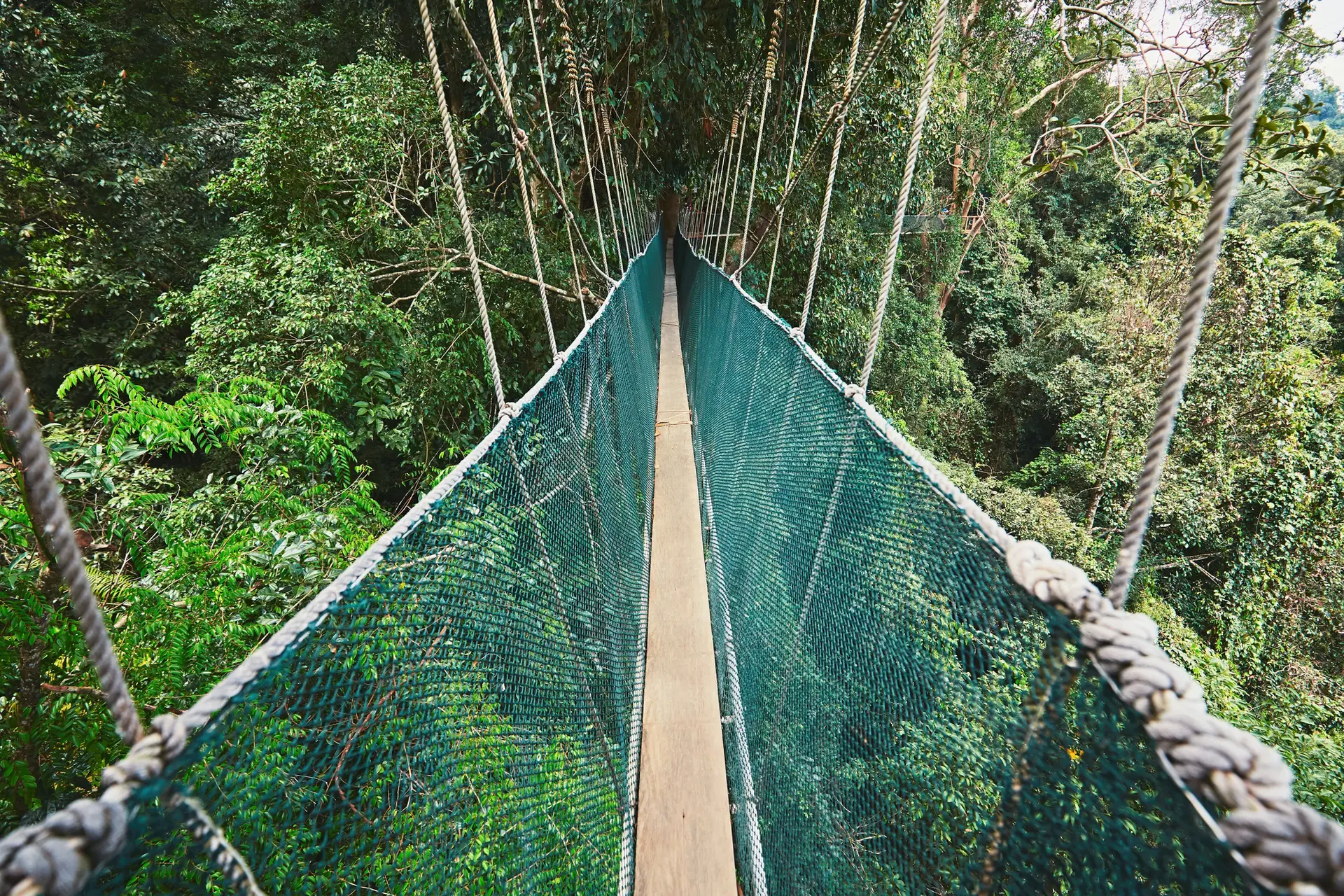 Canopy walk in rainforest
