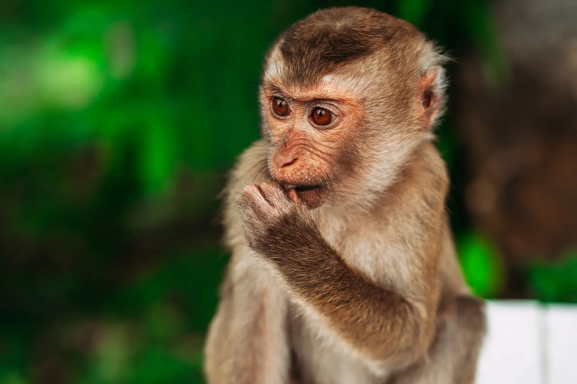 Portrait of a wild monkey. A selfie of a monkey. Macaque looks at the camera. Wild primates