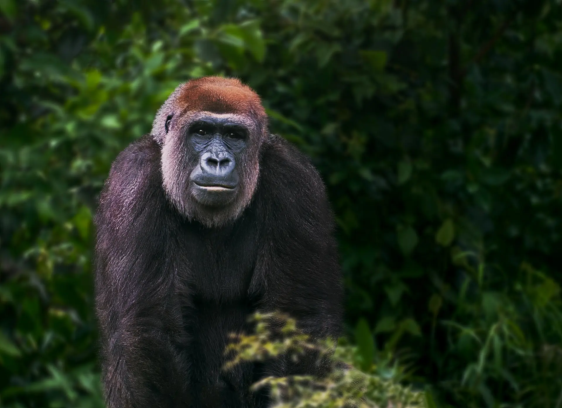 Western Lowland Gorilla (gorilla gorilla gorilla)