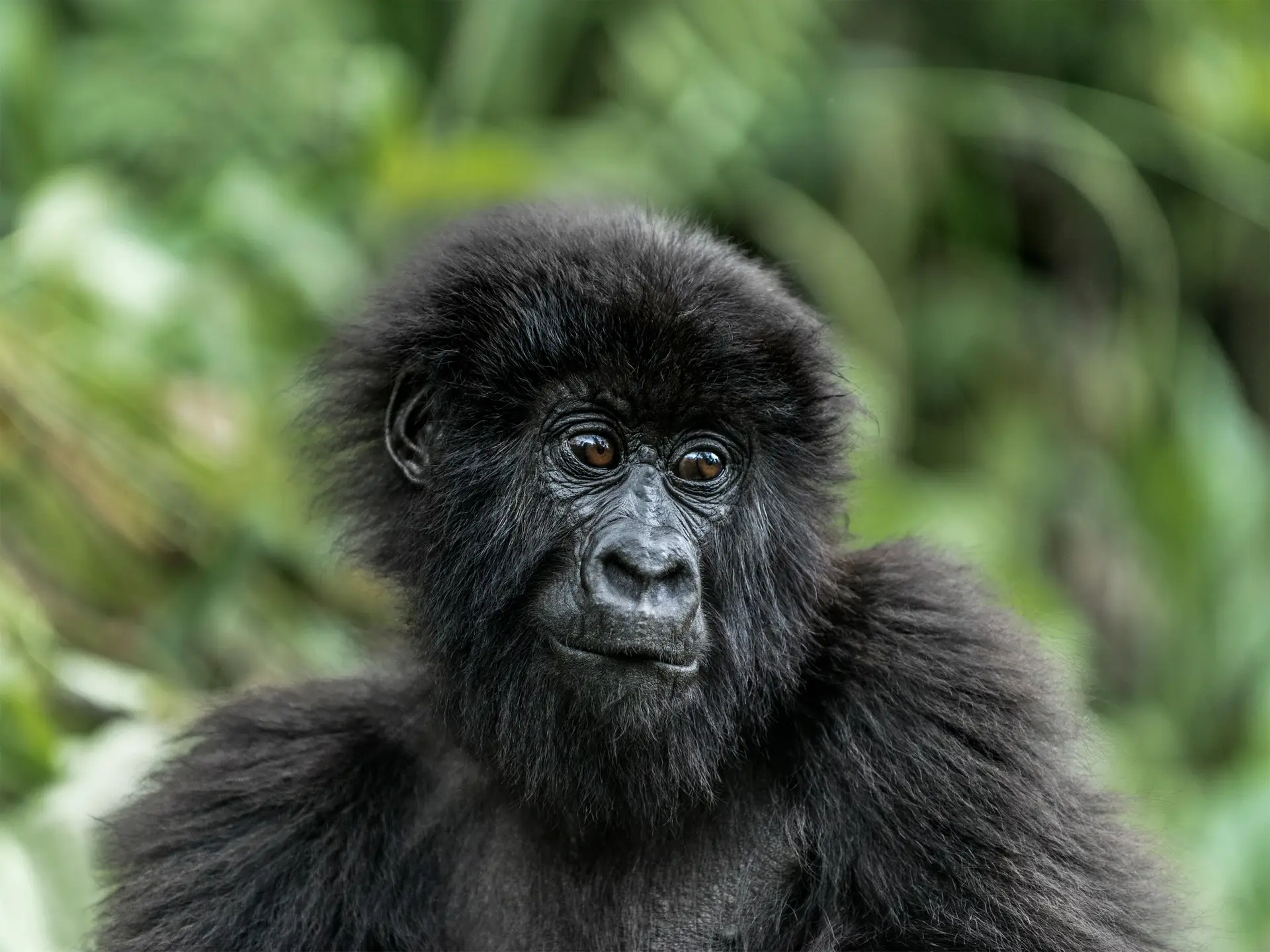Young mountain gorilla in the Virunga National Park, Africa, DRC, Central Africa.