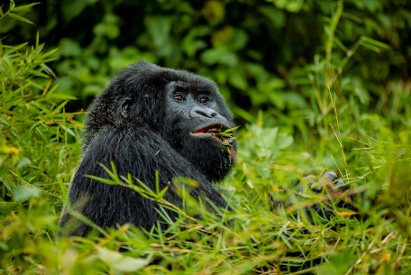 3 days gorilla-0048