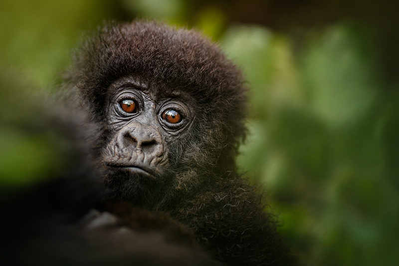 Wild mountain gorilla in the nature habitat. Very rare and endan