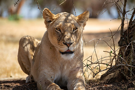 portrait of a beautiful female lion relaxing in the african sava