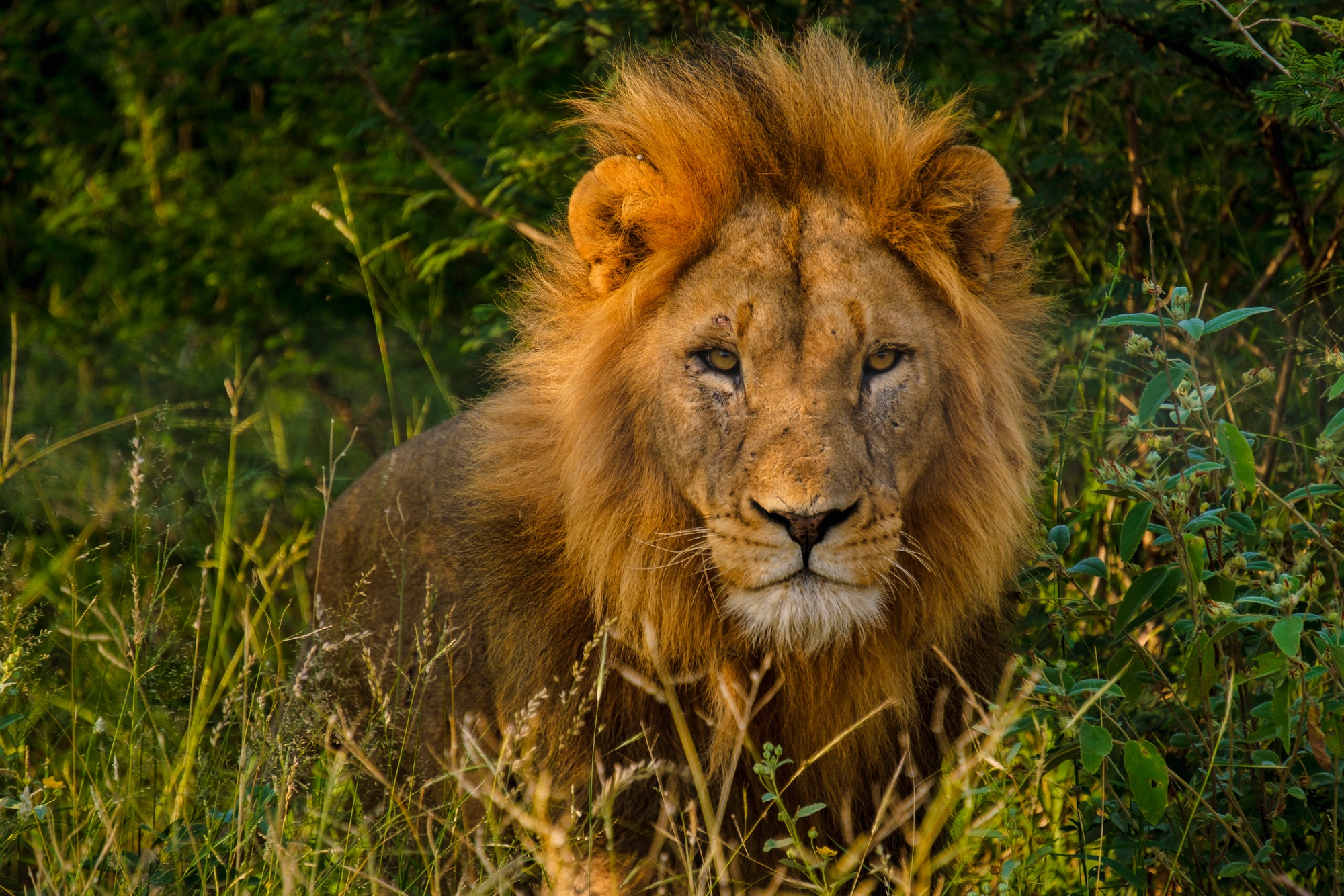 African Lions during safari game drive in Kruger National park South Africa
