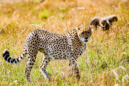 Cheetah Wildlife Wild Animals Savannah Grassland Wilderness Great Rift Valley Maasai Mara National Game Reserve Park Narok County Kenya East Africa