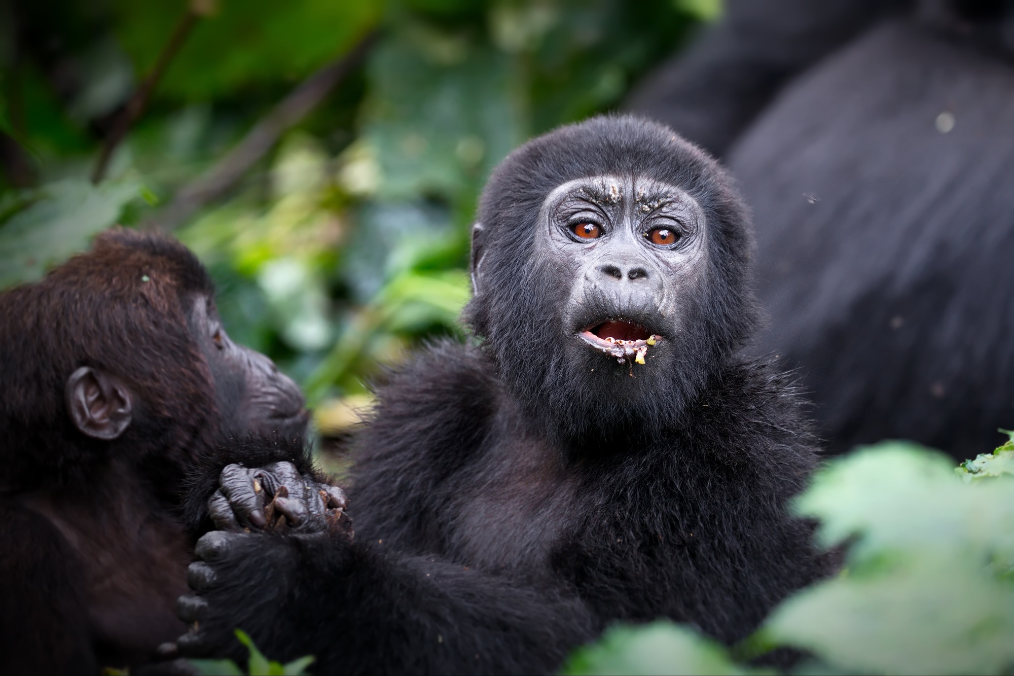 Gorillas in a rainforest in Uganda