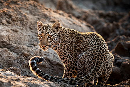 leopard 450