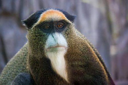 Portrait of funny golden monkey looking away, vietnam, dalat zoo