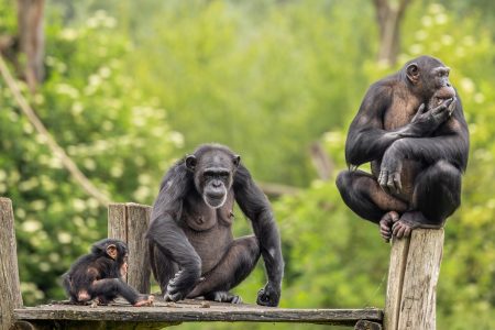 three chimpanzees on a wooden platform, with the baby sitting on