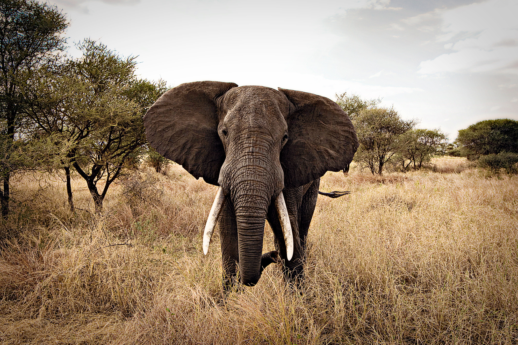 Wild Elephant in East Africa