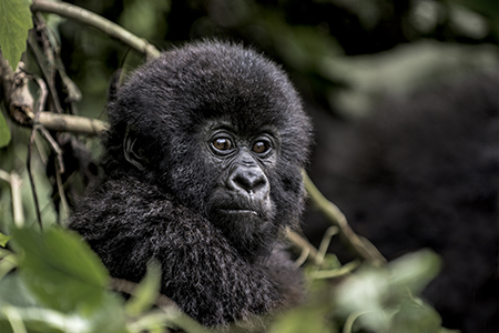 Young mountain gorilla in the Virunga National Park, Africa, DRC, Central Africa.