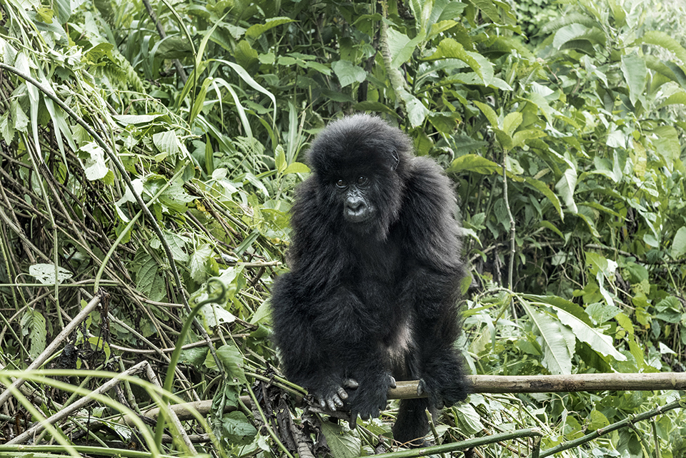 Young mountain gorilla in the Virunga National Park, Africa, DRC, Central Africa.