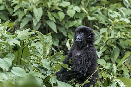 Young mountain gorilla in the Virunga National Park, Africa, DRC, Central Africa.