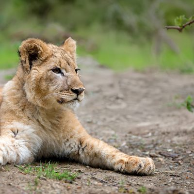 The young lion cub lounges peacefully on the ground, surrounded by greenery. Its eyes reflect a sense of curiosity, making it an adorable sight in the wild.