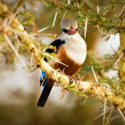 African bird sitting on a tree branch