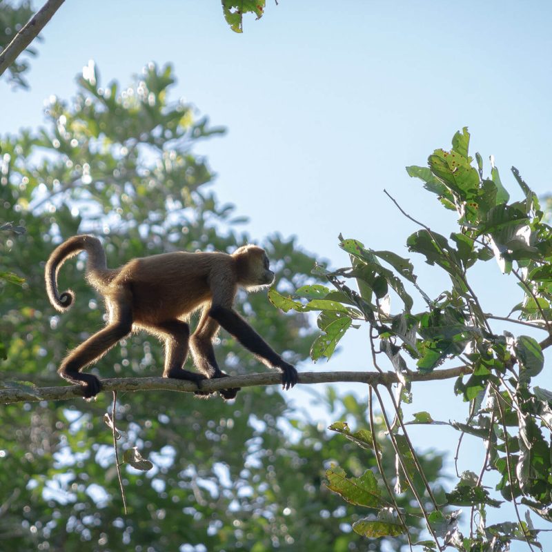black-handed-spider-monkey-on-a-tree-branch-with-g-2025-02-09-01-24-55-utc 2