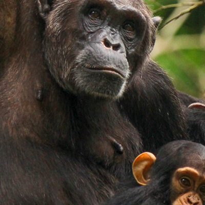 chimpansee-burundi