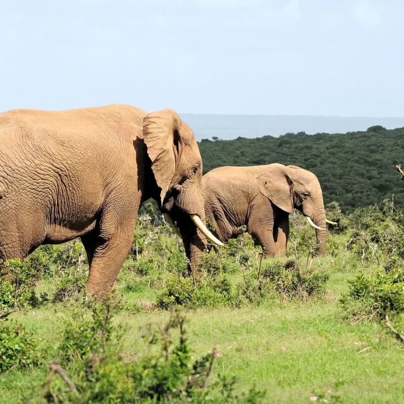 Elephants, Addo Elephant National Park, South Africa