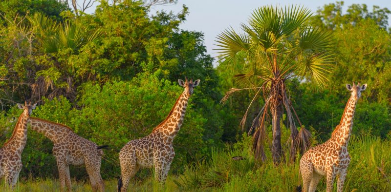 Giraffes in Safari park in Tanzania