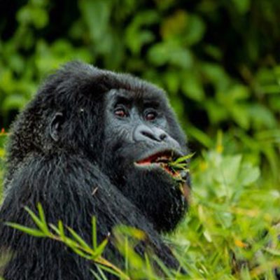 gorilla uganda
