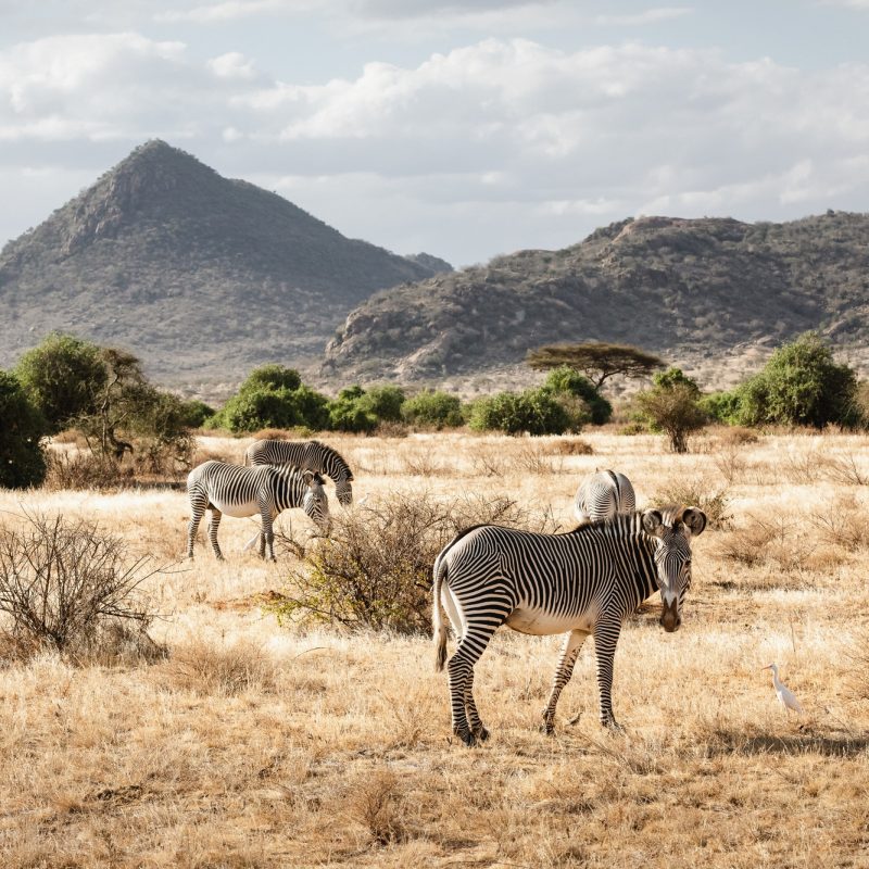 Group of Grevy's zebras in Samburu national reserve, North Kenya