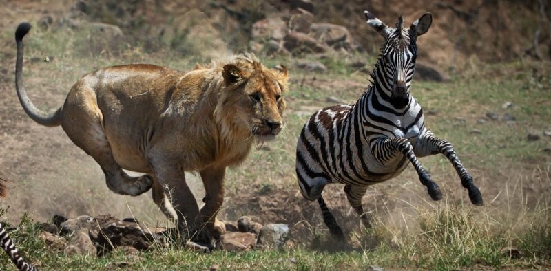 hunting