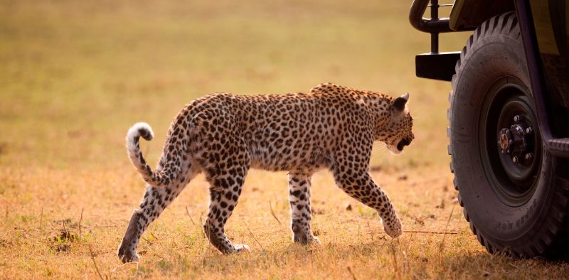 Leopard, Botswana