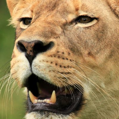 Lion - African Wildlife