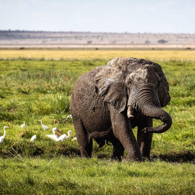 muddy-elephant-playing-in-amboseli-kenya-africa-2024-09-16-08-17-17-utc (1)
