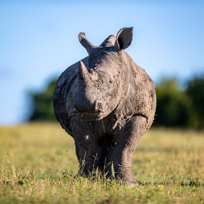 rhino-indulgence
