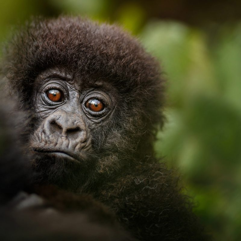 Wild mountain gorilla in the nature habitat. Very rare and endan