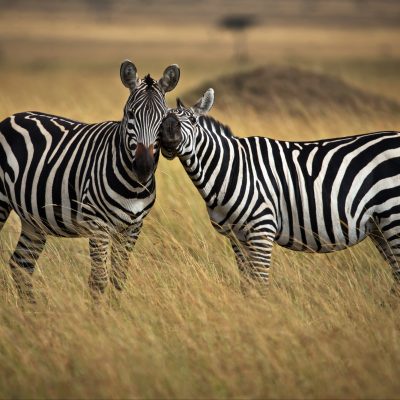 Zebras in a safari in Masai Mara, Kenya